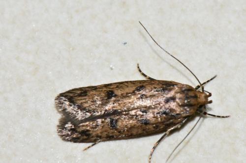 Réf. 324 689 : Hofmannophila pseudospretella
